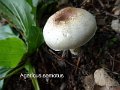 Agaricus semotus-amf176-1